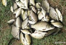 夏季钓鲫鱼，钓位不能胡乱选，大鲫鱼就在2种位置