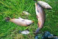 不用饵也能钓大鱼，只需几颗珠子，大鱼吃口不间断