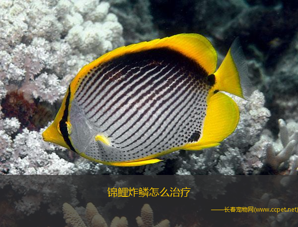 锦鲤炸鳞怎么治疗(锦鲤患上鳞立病怎么办?)_养殖技术_爱钓鱼