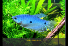 海豚生植器长什么样（海豚生植器是一种独特的生物）