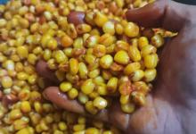 自己泡的鲜玉米，方法简单鱼爱吃，方法分享给大家