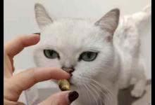 猫咪鱼油怎么喂（铲屎官给猫咪吃鱼油应该注意用量）