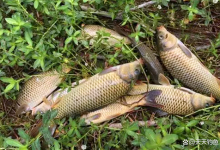 夏季野钓，4种天气别出门，3种钓位别下钩，不然10有9空