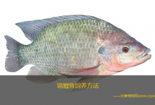 锦鲤鱼饲养方法（水族箱饲养饵料和投喂方法）