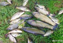 全年野钓，容易爆护的几个时机