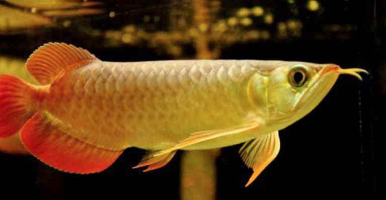 随着生活水平的提高,人们都喜欢饲养一缸观赏鱼,而金龙鱼因其霸气的