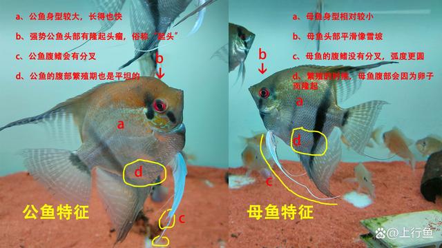 怎么分辨公鱼和母鱼图片