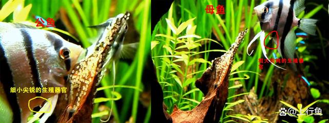 燕鱼怎么分公母图片对比