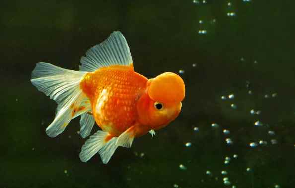 鹤顶红金鱼头部变白是什么病