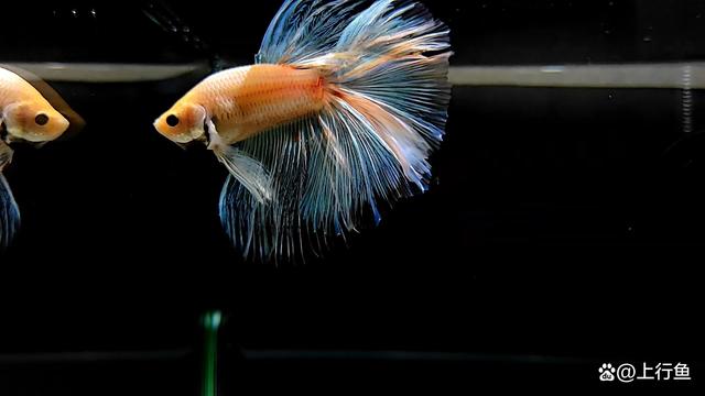 哪种小型热带鱼好养又好看