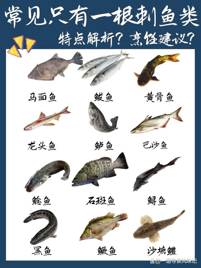 常见12种只有一根刺的鱼,特点解析及烹饪建议!_渔获吃法_爱钓鱼