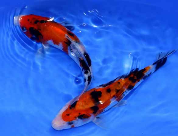 秋翠锦鲤不吃东西怎么办?先找清楚原因!_养殖技术_爱钓鱼