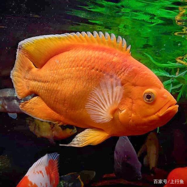 地图鱼都有什么颜色的?