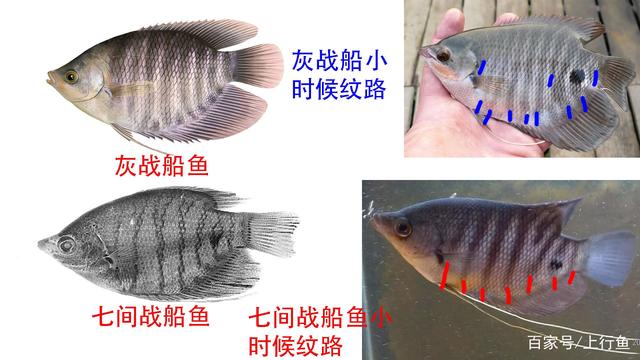 招财鱼怎么分公母图片