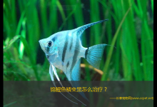 锦鲤鱼鳞变黑怎么治疗（锦鲤鱼鳞变黑可能水质恶化引起的）