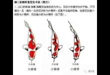 如何鉴赏锦鲤,这是一个无论对老手还是新手都非常重要的问题