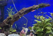 鱼缸黄水怎么办（鱼缸黄水怎么办 为什么会黄水）