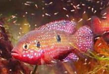 红宝石鱼能和其他鱼混养吗（红宝石鱼能不能和其他鱼混养）