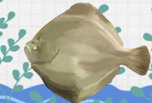 比目鱼为什么叫比目鱼呢（比目鱼可以养殖吗）