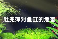 肚兜萍对鱼缸有危害吗（肚兜萍对鱼缸有什么危害）