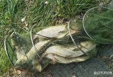 三伏天野钓鲢鳙，试试“水怪”钓法，专攻超大体型