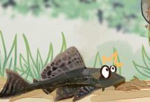 清道夫鱼是哪个国家的鱼（清道夫鱼的学名叫做国王异型）