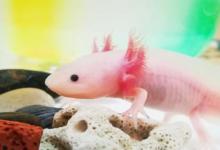 六角恐龙鱼吃小鱼吗（六角恐龙鱼喂什么食物好）