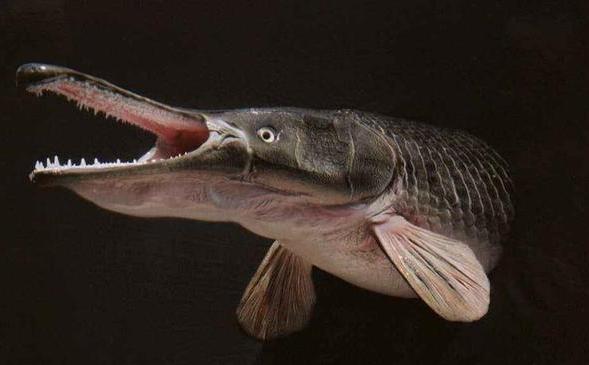 鳄雀鳝入侵:曾在日本护城河中肆虐长达8年的淡水恶魔