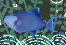 魔鬼炮弹鱼好养吗，怎么养