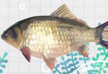 阴天能钓鲫鱼吗，阴天鲫鱼怎么钓