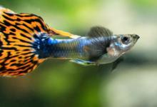 孔雀鱼可以活多久，怎么养比较好