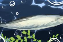 老三样是哪三样（换水老三样的第一样是换水）