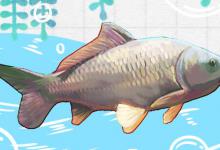 鲤鱼和锦鲤的区别是什么，能养在一起吗