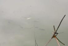 专治鱼儿不开口？加果酸实属下策，野钓高手都是这样解决！