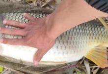 钓鲤鱼只能用玉米？老钓友分享5种饵料，都是野生鲤鱼的最爱