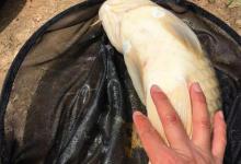 伏天守大鱼4个“法则”，只要认真遵守，新手也能成功钓到大鱼