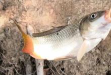 钓鲤鱼最差的天气和最好的天气！天气选对了，何愁不上鱼？