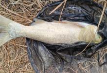 鲢鳙没你想的那么傻！想钓好鲢鳙，务必抓住这一二三点