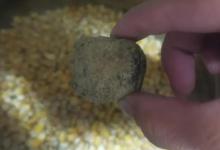 用玉米钓鱼的5个实用技巧！用好了，钓到大鱼的几率能翻一倍