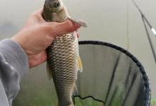 钓草鱼，不能只靠窝料喂！这几种位置是天然食堂和休息区