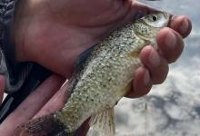 浮钓鲫鱼的两大前提！不是鱼起浮就可以钓浮的，净瞎折腾！