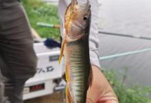 钓鱼闹窝“四大神兽”，让钓鱼人苦不堪言，野钓最怕碰到它们！