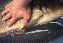 说玉米钓不到鲤鱼的都进来看看！这3个习惯你有吗？