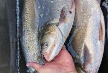 关于钓鲢鳙的各种“疑难杂症”，一次性讲完，新手也能快速上手
