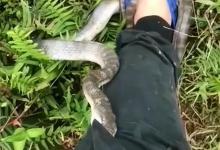 喜欢夜钓的注意了！碰上“辣条”别招惹，一不小心全村吃席