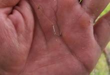 频繁跑鱼，那是钩子小了！野钓大鱼切记鱼钩的选择要正确