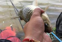 盛夏钓鲫鱼别再用商品饵了！民间常用这3种钓饵，专钓大板子