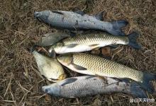 自制老玉米饵料，杂鱼咬不动，通杀各种大鱼