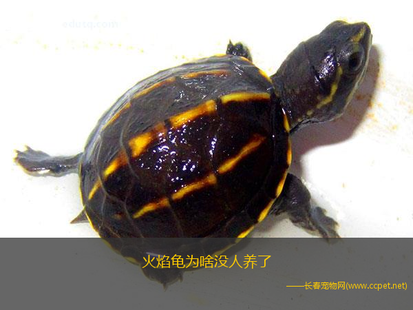火焰龟为啥没人养了 火焰龟为什么不建议养_宠物龟_爱钓鱼