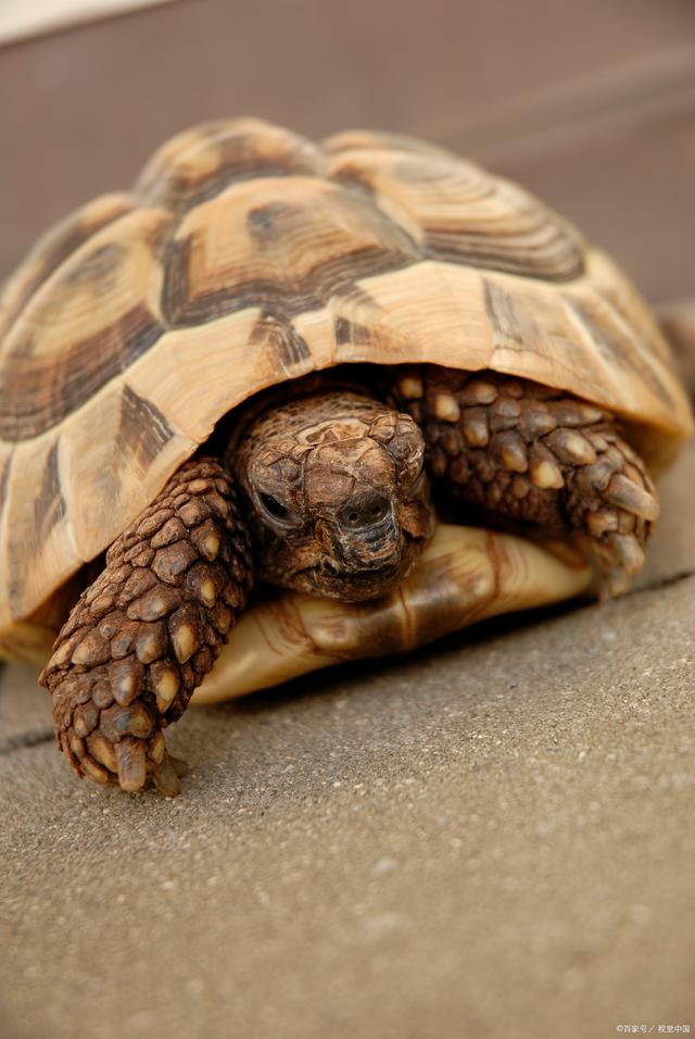 苏达卡龟个人能养吗